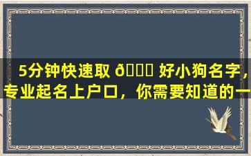 5分钟快速取 🍀 好小狗名字，专业起名上户口，你需要知道的一切！